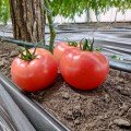 Дейзі F1 (ПЛ 6210 F1/PL 6210 F1) насіння помідора напівдетермінантного (Asia Seed)
