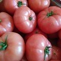 Дейзі F1 (ПЛ 6210 F1/PL 6210 F1) насіння помідора напівдетермінантного (Asia Seed)