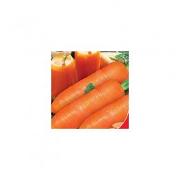 Любима насіння моркви (GL Seeds)