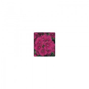 Мадам Burgundy (багряная) семена вербены гибридной (Kitano Seeds)
