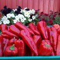 Мако F1 насіння перцю солодкого (LibraSeeds)