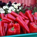 Мако F1 насіння перцю солодкого (LibraSeeds)