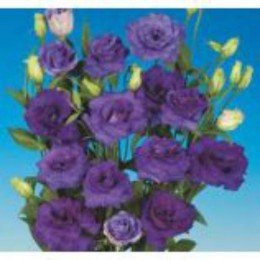 Мариачи F1 синяя (blue) семена эустомы махровой (Sakata)