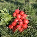 Матильда F1 (2,75-3,00 мм) насіння редису (Solare Sementi)