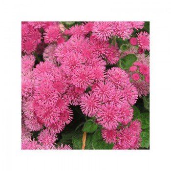 Агератум Мексиканський рожевий (pink) насіння одн. (Moravoseed)