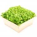 Меліса насіння мікрозелене (Agrocity)