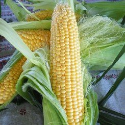 Мессенджер F1 (Messenger F1) семена кукурузы суперсладкой Sh2 83-85 дн. 24-25 см (Seminis)