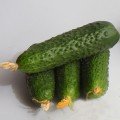 Мимино F1 семена огурца партенокарпического (Lucky Seed)