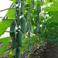 Міміно F1 насіння огірка партенокарпічного (Lucky Seed)