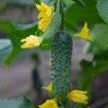 Міміно F1 насіння огірка партенокарпічного (Lucky Seed)