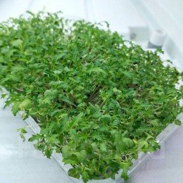 Мизуна зеленая зеленая семена микрозеленые (Agrocity)