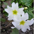 Монако White (біла) насіння примули (Kitano Seeds)