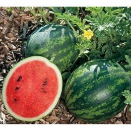 Мономах насіння кавуна середнього (GL Seeds)