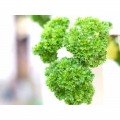 Моспоп насіння петрушки кучерявої (Світязь)