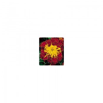 Наоми Red / Yellow семена бархатцев французских (Kitano Seeds)