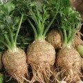 Неон насіння селери кореневої (Semo)