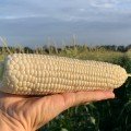 Николь F1 семена кукурузы суперсладкой Sh2 (Clause)