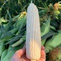 Николь F1 семена кукурузы суперсладкой Sh2 (Clause)
