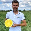 Нінфеа F1 насіння кавуна безнасінного середнього (Hazera)