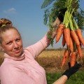 Наріна F1 (Норма F1) насіння моркви (Lucky Seed)