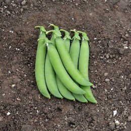 Норверт насіння гороху (Syngenta)
