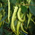 Вогнівець насіння гіркого перцю (Semo)