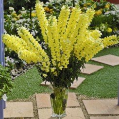 Опус F1 желтый (yellow) семена антиринума (Syngenta)