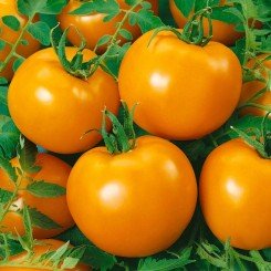 Оранж Флейвор F1 семена помидора индетерминантного (Dorsing Seeds)