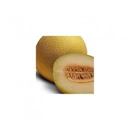 Ортолированные семена дыни (Euroseed)