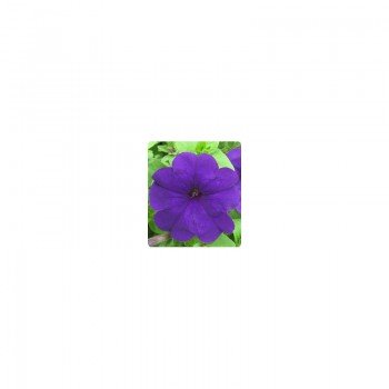 Пандора Blue (синяя) семена петунии многоцветковой (Kitano Seeds)