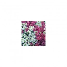 Персона Брит микс (Persona Bright mix) семена алиссума (Kitano Seeds)