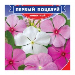 Перший поцілунок насіння барвінку (GL Seeds)