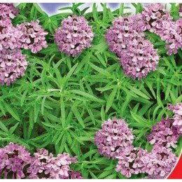 Пикник семян чабера (GL Seeds)