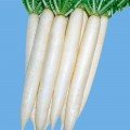 ПЛ 545 F1 (PL 545 F1) семена редьки (Asia Seed)