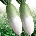 ПЛ 555 F1 (PL 555 F1) семена редьки (Asia Seed)