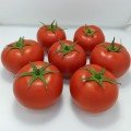 Бандерас F1 (ПЛ 6212 F1/PL 6212 F1) насіння помідора індетермінантного (Asia Seed)