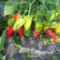 Поло F1 насіння перцю солодкого (Sakata)