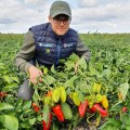 Поло F1 насіння перцю солодкого (Sakata)