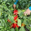 Поло F1 насіння перцю солодкого (Sakata)