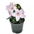 Поп Старый розовый (pink) семена платикодона (Benary)