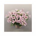 Поп Старый розовый (pink) семена платикодона (Benary)