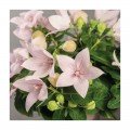 Поп Стар рожевий (pink) насіння платикодону (Benary)