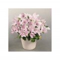 Поп Стар рожевий (pink) насіння платикодону (Benary)