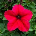 Прісм Діп Роуз F1 (Deep Rose) насіння петунії грандіфлора дражоване (Floranova)