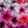 Прісм Сандей Мікс F1 (Sundae mix) насіння петунії грандіфлора дражоване (Floranova)
