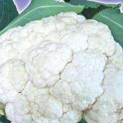 Пролісок F1 насіння капусти цвітної (GL Seeds)