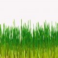 Просо насіння мікрозелене (Agrocity)