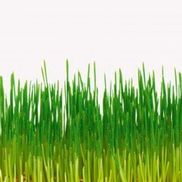 Просо семена микрозеленые (Agrocity)