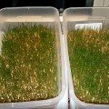 Просо насіння мікрозелене (Agrocity)