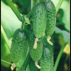 Родос F1 семена огурца пчелоопыляемого (GL Seeds)